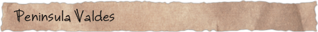 Peninsula Valdes
