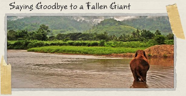 Saying Goodbye to a Fallen Giant