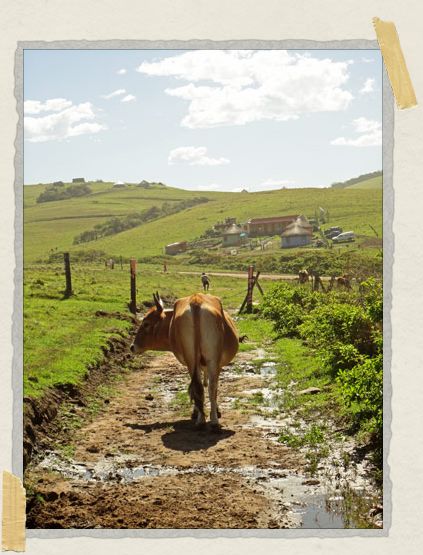 'The Transkei had stunning scenery. And cow bottoms.