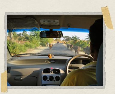 'On our drive together, Lokesh taught us about custard-apples and castes.