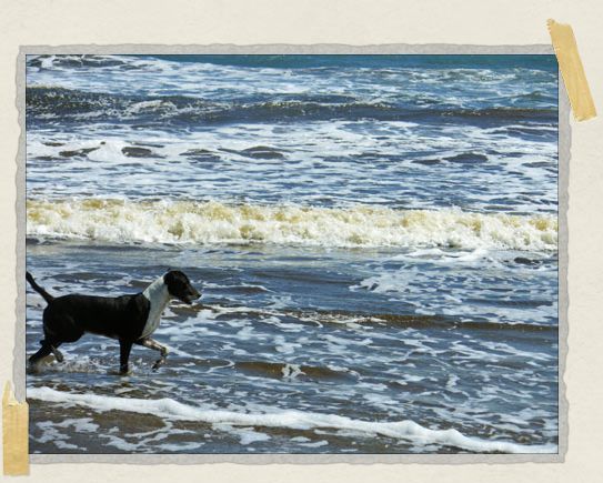 '...But we did have an escort! He gladly showed us around the beach and even swam with us for a bit.
