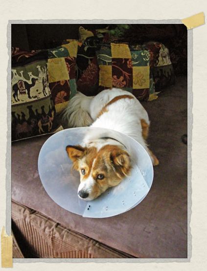 'Looking quite pitiful as 'moon dog' wearing his little cone while recovering from a scratch on his paw