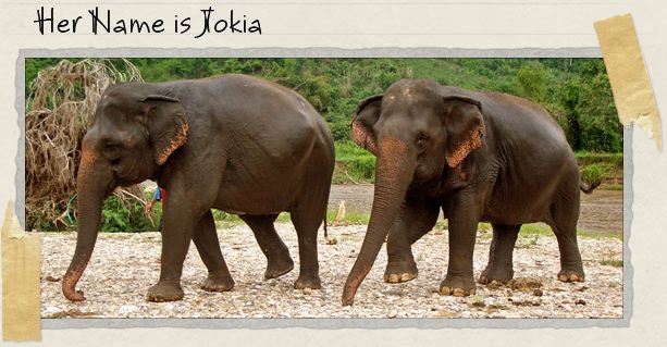 Her Name is Jokia Her Name is Jokia