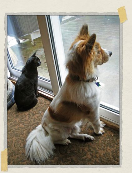 'At home in Cape Cod with his kitty sister China, watching some squirrels together