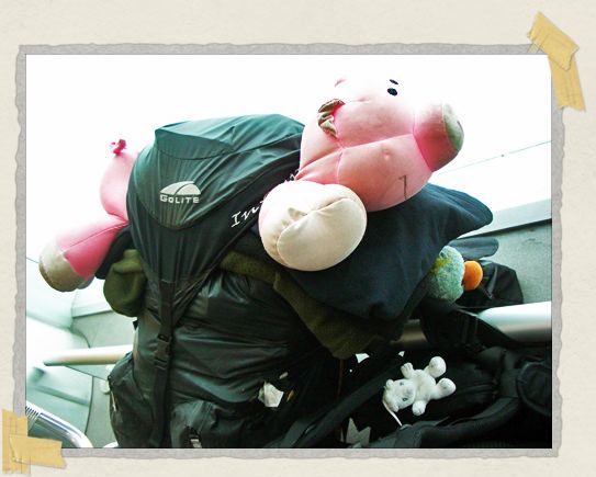 Señor Pig, riding in his usual place atop Tim's backpack 'Señor Pig, riding in his usual place atop Tim's backpack