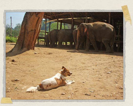 'Enjoying some time in the sun while the eles hang out nearby at the feeding platform