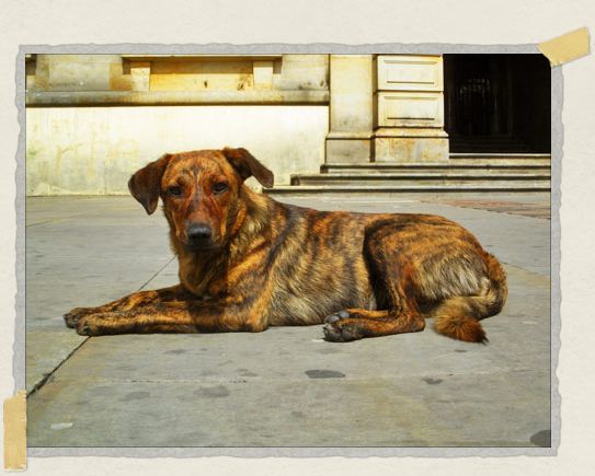 'This was one of the colorful little pups we saw successfully begging for food from locals and tourists in Plaza de Bolivar