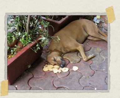 'This happy guy hung around the same area most days, and this particular morning had fallen asleep amongst his crackers