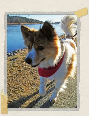 'Belly loved going on walks with his Mommy and Daddy