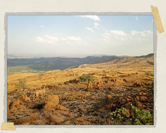 'Hiking through the mountains with some four-legged friends
