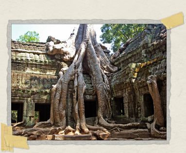 'Strangler figs decorate the walls at Ta Prohm