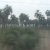 Blurry Cows and Palm Trees: A Travel Day Blurry Cows and Palm Trees: A Travel Day