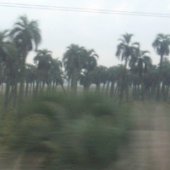 Blurry Cows and Palm Trees: A Travel Day