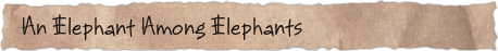 An Elephant Among Elephants