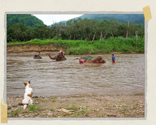 'Belly watches over Jessica (you can see her next to the green bucket in the middle of the photo) giving the eles a bath in the Mae Taeng River near the Park