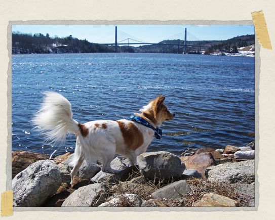 'For a doggy who was born in the jungle, he really loved the sea...