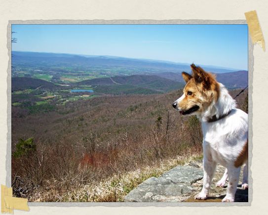 'Exploring the Shenandoah Mountains with mommy and daddy