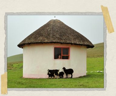 'Jessica peeks out our window to discover some goats sheltering themselves from the rain.