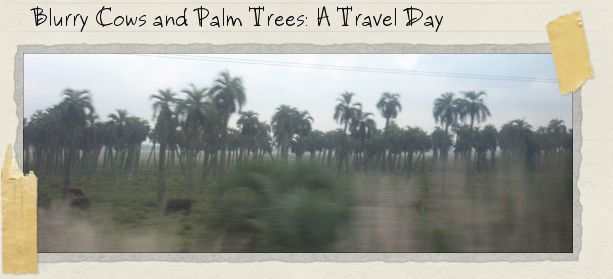Blurry Cows and Palm Trees: A Travel Day