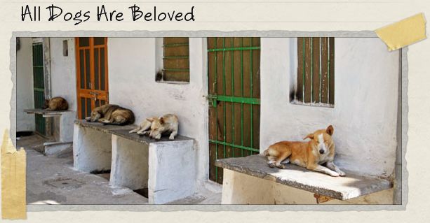 All Dogs Are Beloved