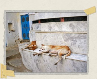 'Just another doggy day in India: sleeping in the shade