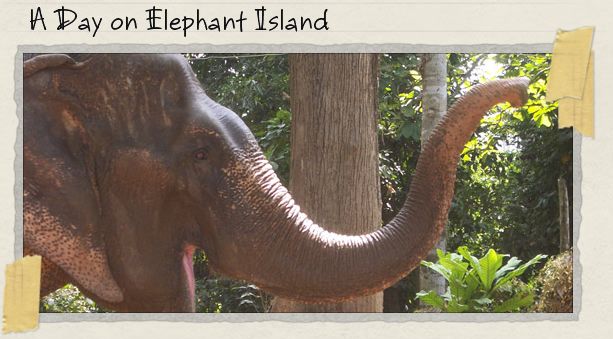 A Day on Elephant Island