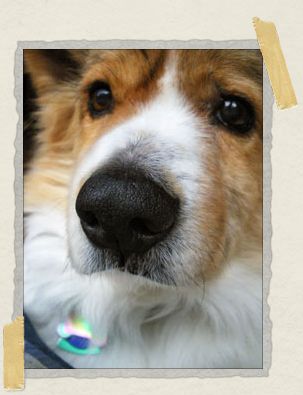 'Gazing out the window from the comfort of his doggy-bed