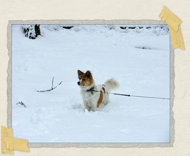 'Even though he was born in the jungle, he loved to play in the snow
