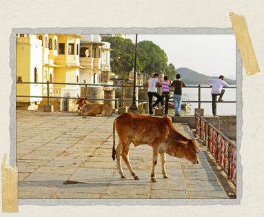 'Some well-dressed Indian teenagers look out over Udaipur's lake while mama and baby cow enjoy the sun