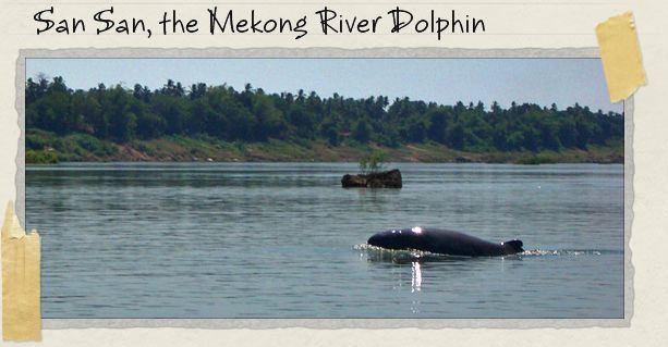 San San, the Mekong River Dolphin