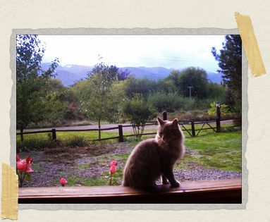'Miss Grey Fluffy Kitty relaxes by a window