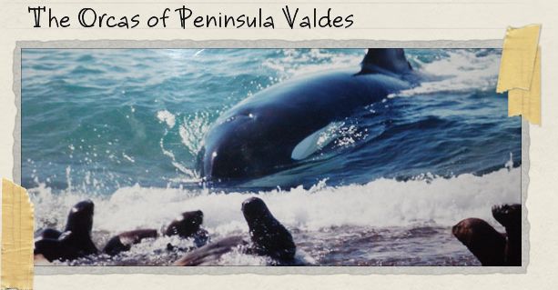The Orcas of Peninsula Valdes