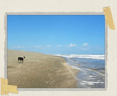 'Sea, surf, sky, sand dunes...and dogs!