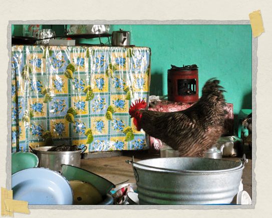 'Just your run of the mill rooster doing the dishes photograph