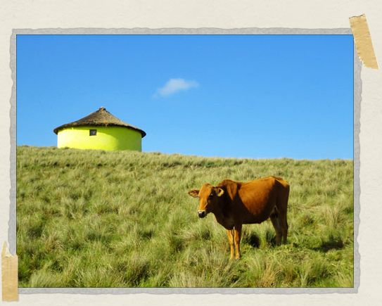 'A happy little cow poses with a traditional Xhosa house called a rondoval