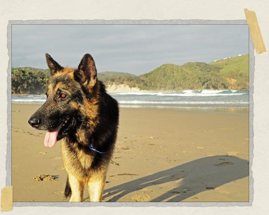 'This gorgeous German Shepard had two brothers and all three of them LOVED to chase sticks on the beach