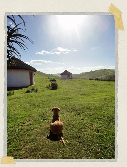 'Our lodge's watchdog, Kilo, surveys her domain