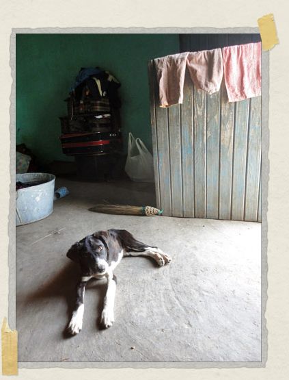 'A content puppy watches as his photo is taken