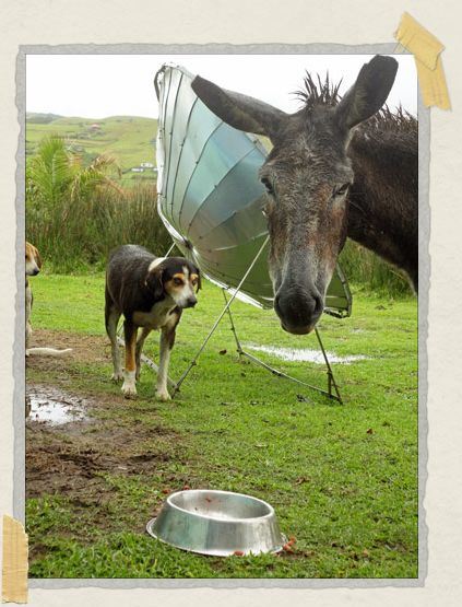 'This rather cheeky donkey helped himself to the dog's dinner!