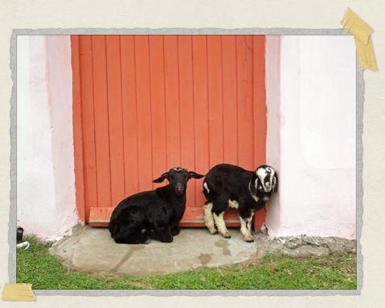 '...although little baby goats are pretty darn cute too!