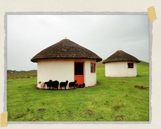 'The local herds regularly used the awnings from the rondovals as rain protection. Our rondoval is the one furthest from the camera.
