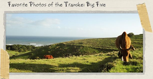 Favorite Photos of the Transkei Big Five