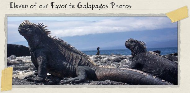 Eleven of our Favorite Galapagos Photos