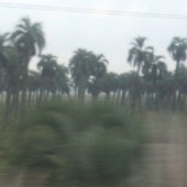 Blurry Cows and Palm Trees: A Travel Day