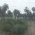 Blurry Cows and Palm Trees: A Travel Day