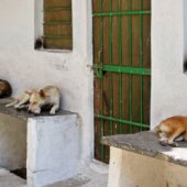 All Dogs Are Beloved