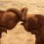 Fourteen of our Favorite Elephant Photos