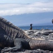 Eleven of our Favorite Galapagos Photos