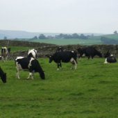 From Farmers' Fields to Fish n' Chips