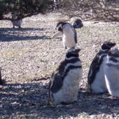 Five Days in Puerto Madryn